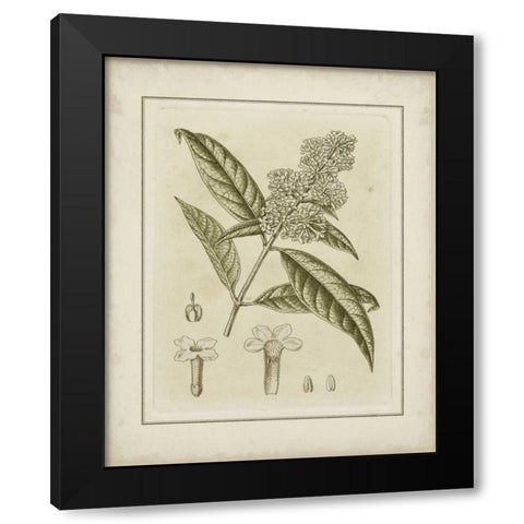 Small Tinted Botanical II Black Modern Wood Framed Art Print with Double Matting by Curtis