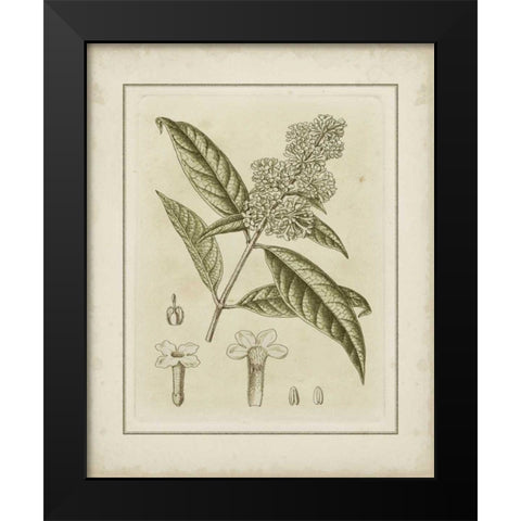 Small Tinted Botanical II Black Modern Wood Framed Art Print by Curtis
