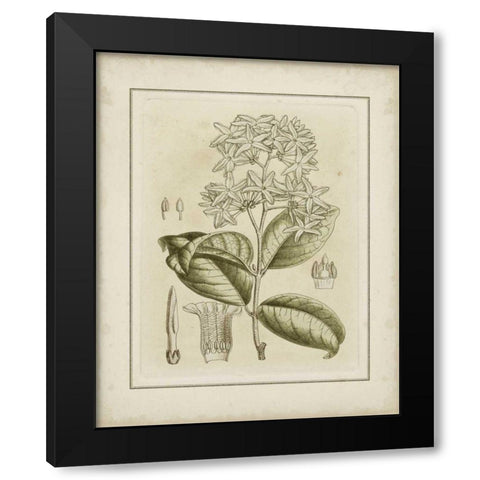 Small Tinted Botanical III Black Modern Wood Framed Art Print by Curtis