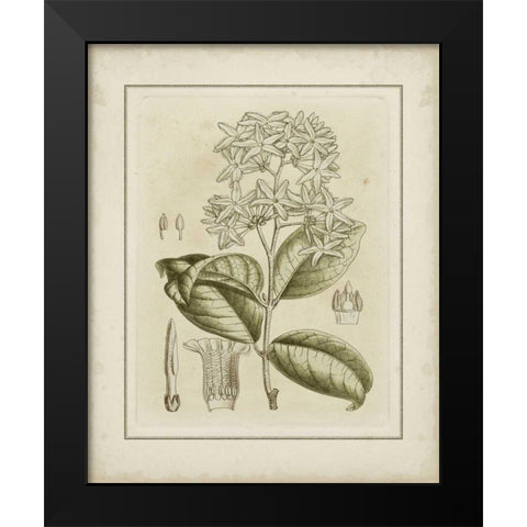 Small Tinted Botanical III Black Modern Wood Framed Art Print by Curtis