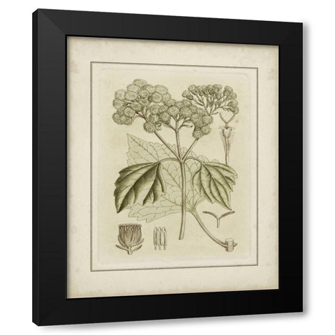Small Tinted Botanical IV Black Modern Wood Framed Art Print by Curtis