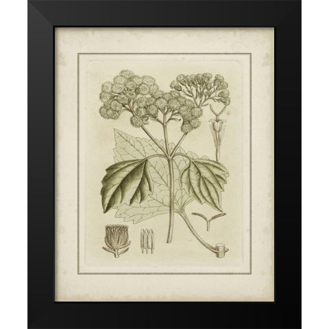 Small Tinted Botanical IV Black Modern Wood Framed Art Print by Curtis