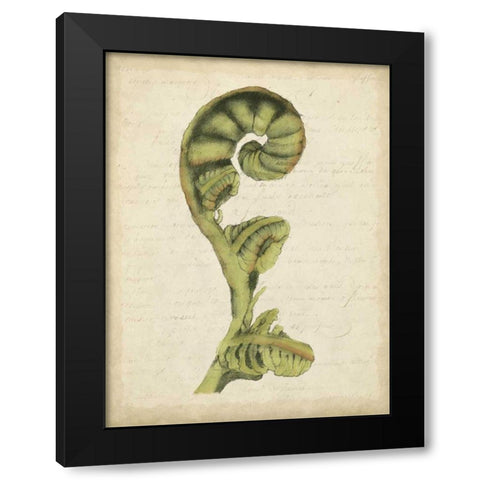 Small Fiddlehead Ferns I Black Modern Wood Framed Art Print with Double Matting by Goldberger, Jennifer