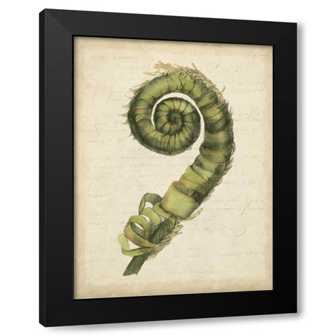 Small Fiddlehead Ferns II Black Modern Wood Framed Art Print by Goldberger, Jennifer