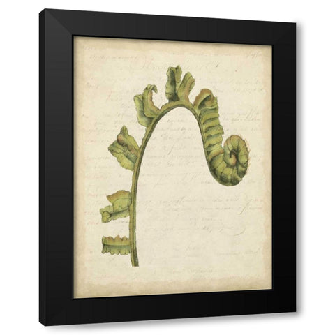 Small Fiddlehead Ferns III Black Modern Wood Framed Art Print with Double Matting by Goldberger, Jennifer