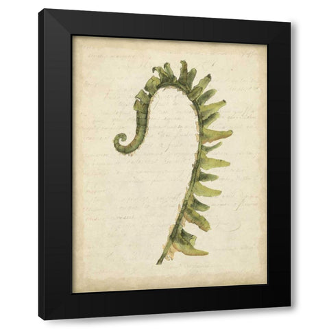 Small Fiddlehead Ferns IV Black Modern Wood Framed Art Print with Double Matting by Goldberger, Jennifer