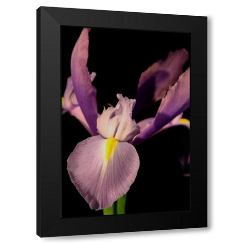 Small Sweet Iris I Black Modern Wood Framed Art Print by Stramel, Renee W.