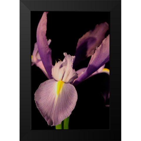 Small Sweet Iris I Black Modern Wood Framed Art Print by Stramel, Renee W.