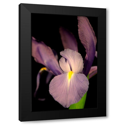 Small Sweet Iris II Black Modern Wood Framed Art Print by Stramel, Renee W.