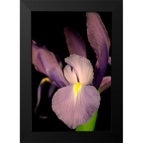 Small Sweet Iris II Black Modern Wood Framed Art Print by Stramel, Renee W.