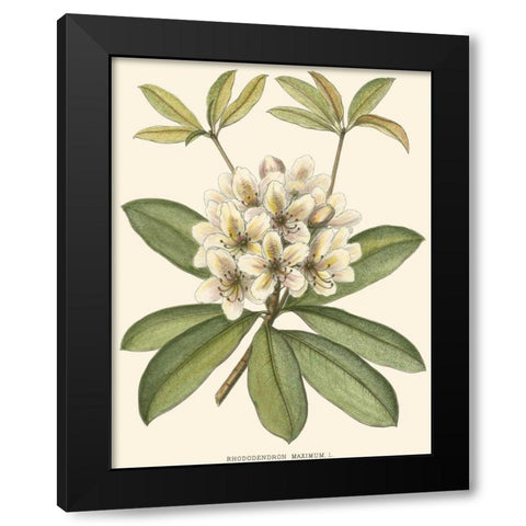 Rhododendron Black Modern Wood Framed Art Print by Silva, John