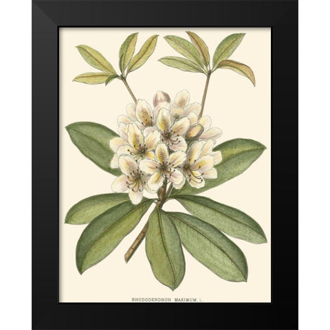 Rhododendron Black Modern Wood Framed Art Print by Silva, John