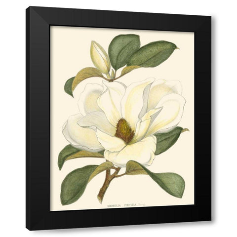 Magnolia Black Modern Wood Framed Art Print by Silva, John