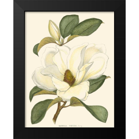 Magnolia Black Modern Wood Framed Art Print by Silva, John