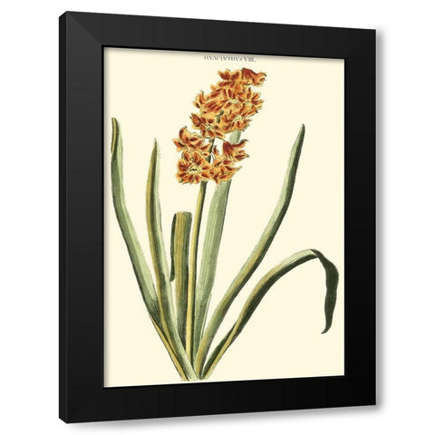 Antique Hyacinth VIII Black Modern Wood Framed Art Print with Double Matting by Trew, Christopher J.