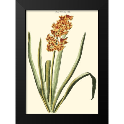 Antique Hyacinth VIII Black Modern Wood Framed Art Print by Trew, Christopher J.