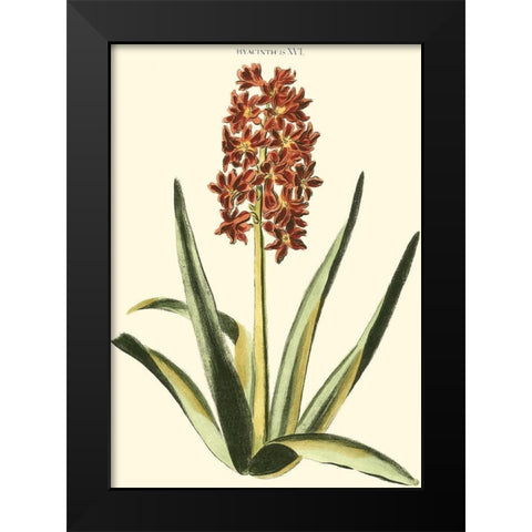 Antique Hyacinth XVI Black Modern Wood Framed Art Print by Trew, Christopher J.