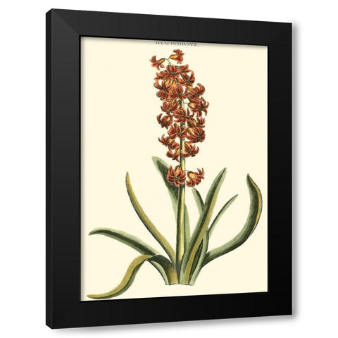 Antique Hyacinth VII Black Modern Wood Framed Art Print by Trew, Christopher J.