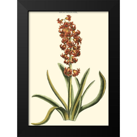 Antique Hyacinth VII Black Modern Wood Framed Art Print by Trew, Christopher J.