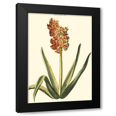 Antique Hyacinth XV Black Modern Wood Framed Art Print by Trew, Christopher J.