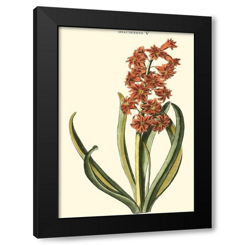 Antique Hyacinth V Black Modern Wood Framed Art Print by Trew, Christopher J.
