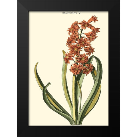 Antique Hyacinth V Black Modern Wood Framed Art Print by Trew, Christopher J.