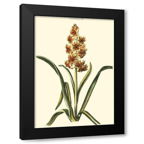 Antique Hyacinth IX Black Modern Wood Framed Art Print by Trew, Christopher J.