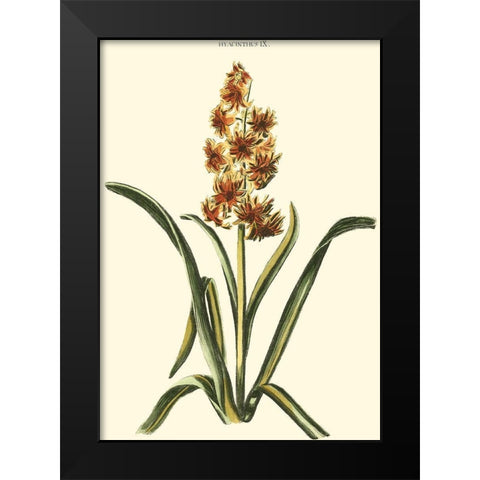 Antique Hyacinth IX Black Modern Wood Framed Art Print by Trew, Christopher J.