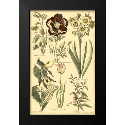 Floral Bounty III Black Modern Wood Framed Art Print by Vision Studio