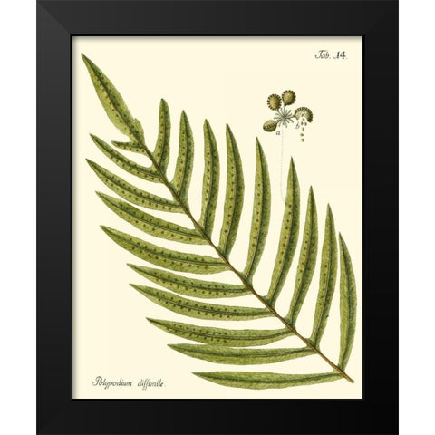 Small Antique Fern I Black Modern Wood Framed Art Print by Vision Studio