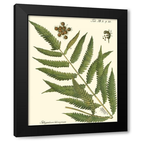 Small Antique Fern II Black Modern Wood Framed Art Print with Double Matting by Vision Studio