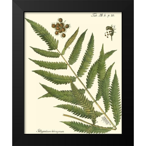 Small Antique Fern II Black Modern Wood Framed Art Print by Vision Studio