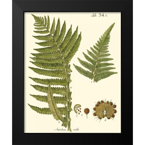 Small Antique Fern III Black Modern Wood Framed Art Print by Vision Studio