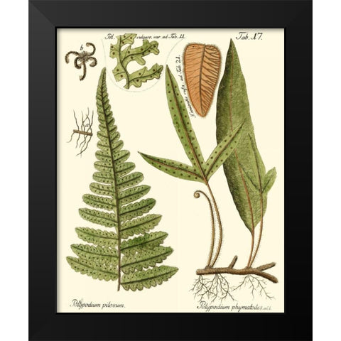Small Antique Fern IV Black Modern Wood Framed Art Print by Vision Studio