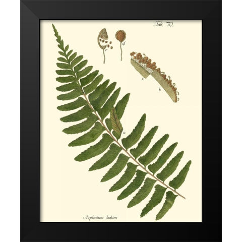 Small Antique Fern V Black Modern Wood Framed Art Print by Vision Studio