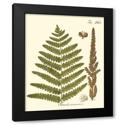 Small Antique Fern VI Black Modern Wood Framed Art Print with Double Matting by Vision Studio