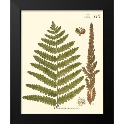 Small Antique Fern VI Black Modern Wood Framed Art Print by Vision Studio