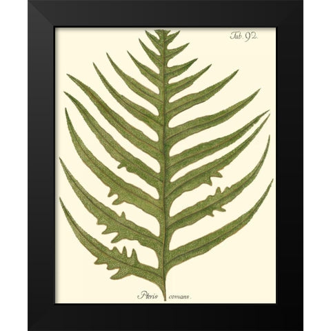 Small Antique Fern VIII Black Modern Wood Framed Art Print by Vision Studio
