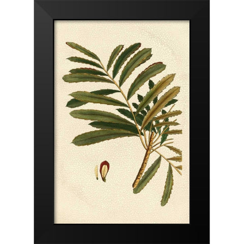 Small Seasonal Foliage II Black Modern Wood Framed Art Print by Vision Studio
