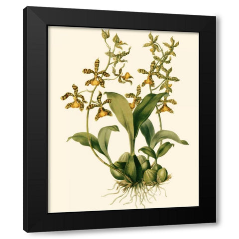 Orchid Array II Black Modern Wood Framed Art Print by Drake