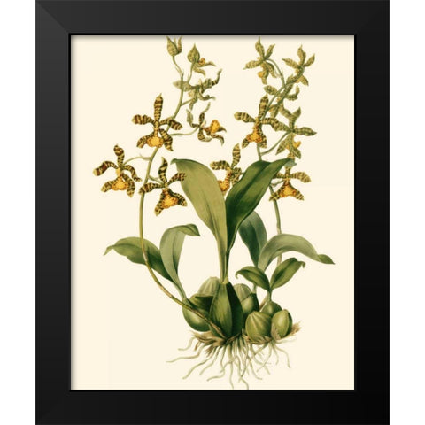 Orchid Array II Black Modern Wood Framed Art Print by Drake