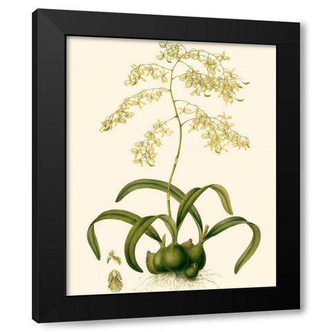 Orchid Array III Black Modern Wood Framed Art Print by Drake
