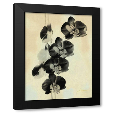 Orchid Blush Panels III Black Modern Wood Framed Art Print with Double Matting by Burghardt, James