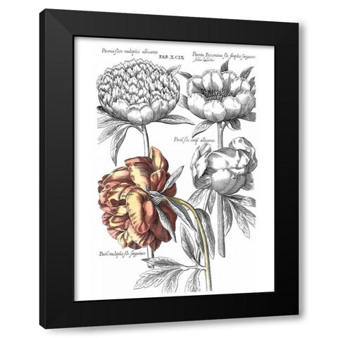 Tinted Floral I Black Modern Wood Framed Art Print by Besler, Basilius