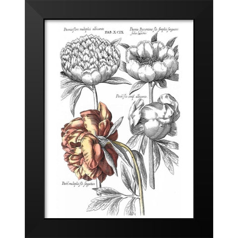 Tinted Floral I Black Modern Wood Framed Art Print by Besler, Basilius