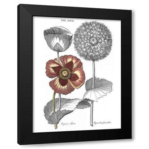 Tinted Floral II Black Modern Wood Framed Art Print by Besler, Basilius