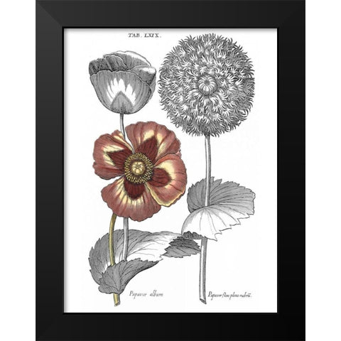Tinted Floral II Black Modern Wood Framed Art Print by Besler, Basilius