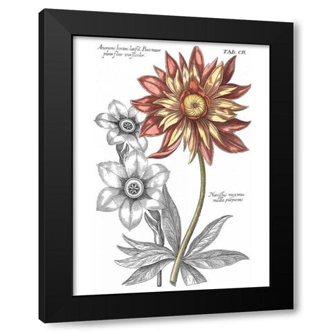 Tinted Floral III Black Modern Wood Framed Art Print by Besler, Basilius