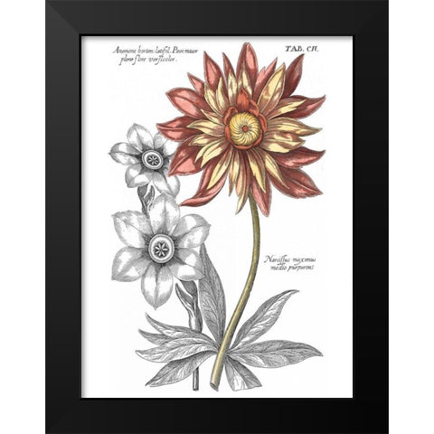 Tinted Floral III Black Modern Wood Framed Art Print by Besler, Basilius