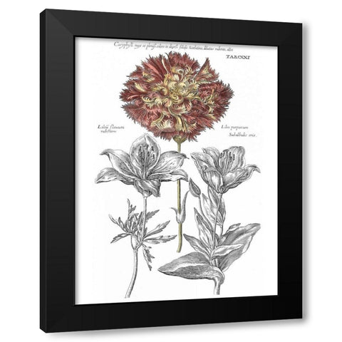 Tinted Floral IV Black Modern Wood Framed Art Print by Besler, Basilius
